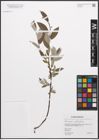 Foto von Salix caprea L. x Salix phylicifolia L.